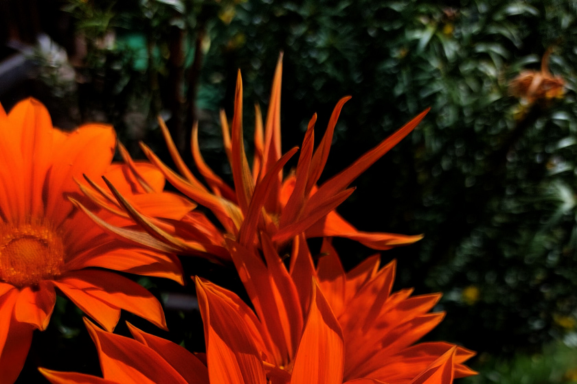 Bild mit Blumen - Kontoverbindung Narzissmus und Partnerschaft.de